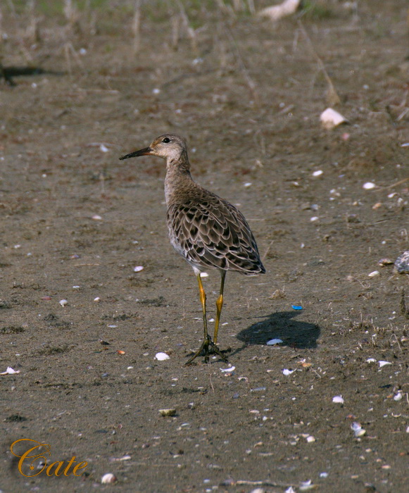 Sono arrivati  i Combattenti